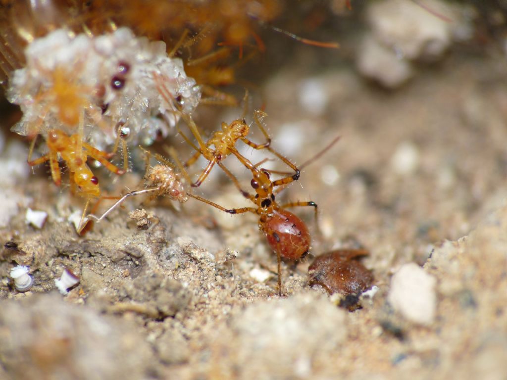 Reduviidae: Rhynocoris iracundus (ovodeposizione e nascita)